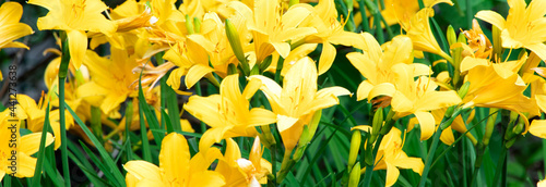 Yellow Hemerocallis. Yellow day lily. Gardening Spring flowers. Blooming lily