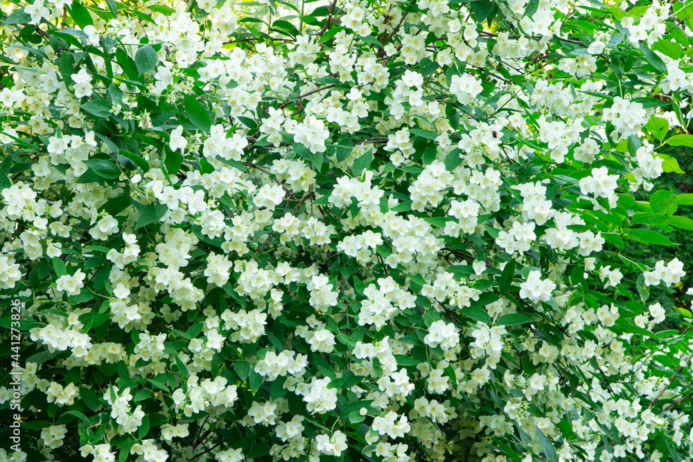 Bush of blooming jasmine. Flowers of jasmine. Gardening. Philadelphus