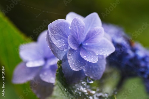 Drops of rain on the leaves. Background material during the rainy season.