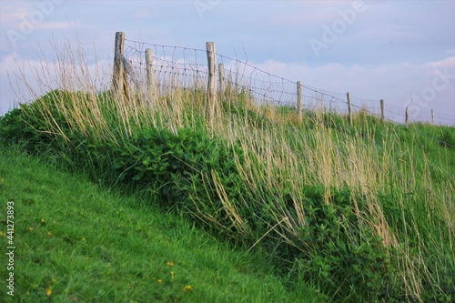 grass and fence on the hill 