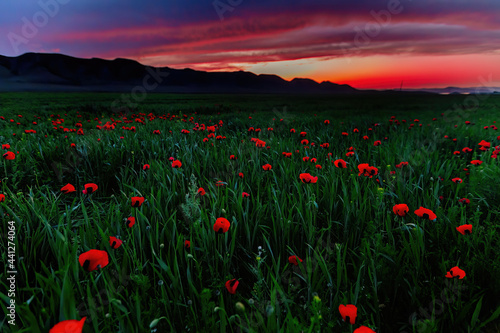 Beautiful field of red poppies at evening sunset in mountains