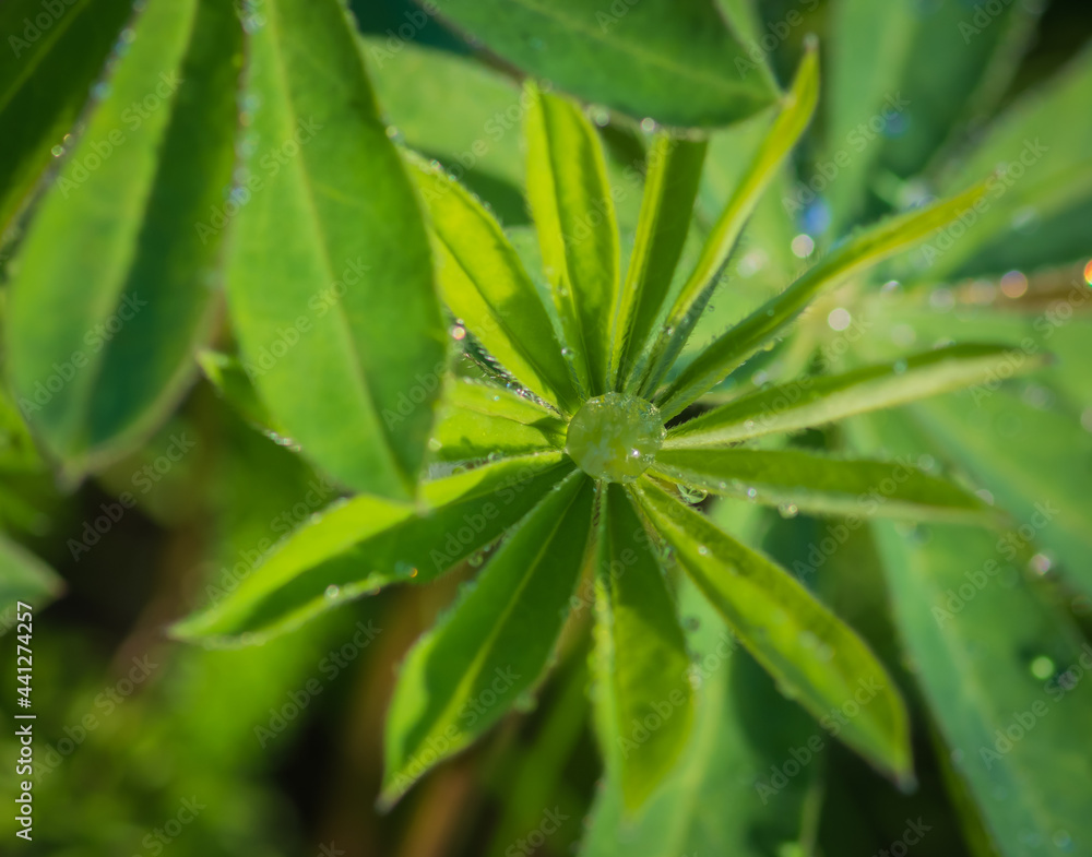 Top view on several green lupine leaves covered with dew drops Top view on several green lupine leaves covered with dew drops