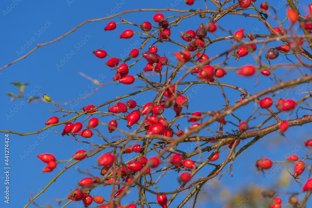 Branches full with red rose hips against background of blue clear sky on sunny autumn day