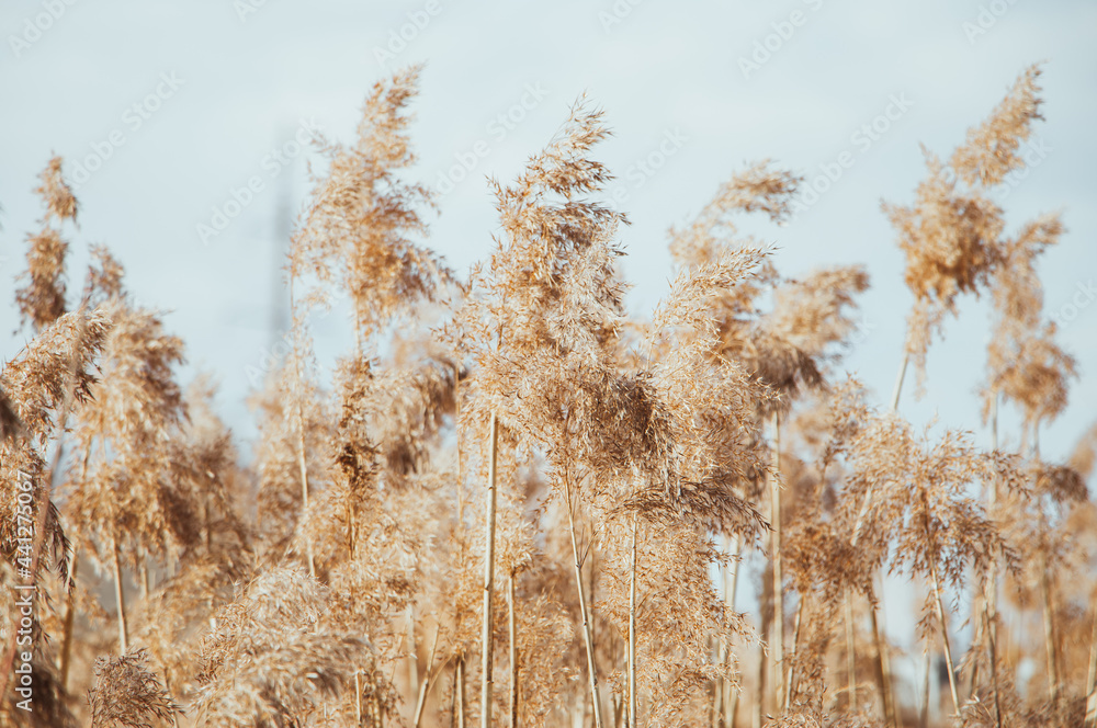 Pampas grass. Reed seeds in neutral colors on light background. Dry reeds close up. Trendy soft fluffy plant. Minimalistic stylish concept. - obrazy, fototapety, plakaty 