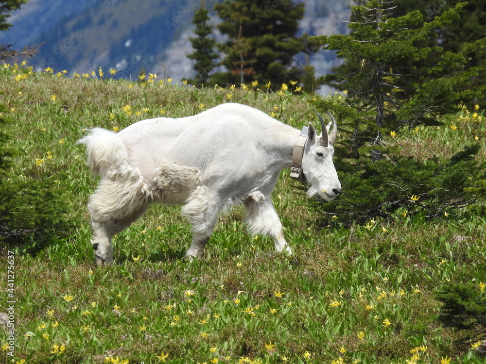 Fototapeta premium Shedding Mountain Goat
