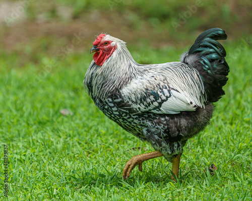 Silver Laced Wyandotte Rooster photo