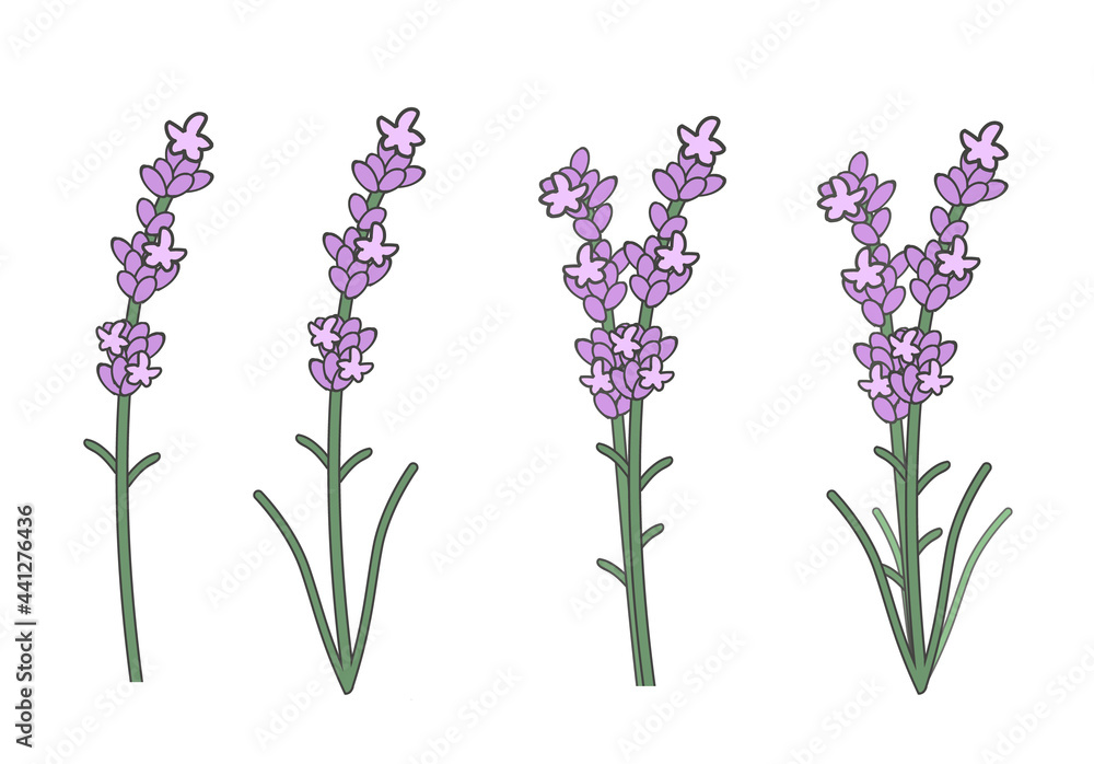 Naklejka premium ラベンダー