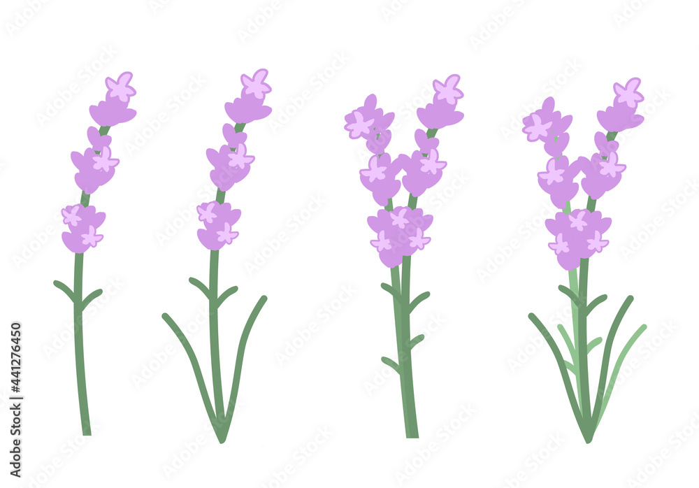 Naklejka premium ラベンダー 線無し