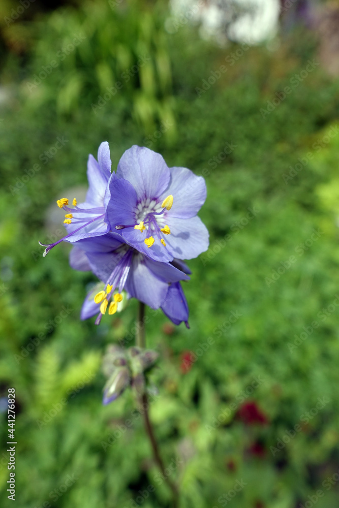Blaue Himmelsleiter (Polemonium caeruleum) Blaue Himmelsleiter (Polemonium caeruleum)