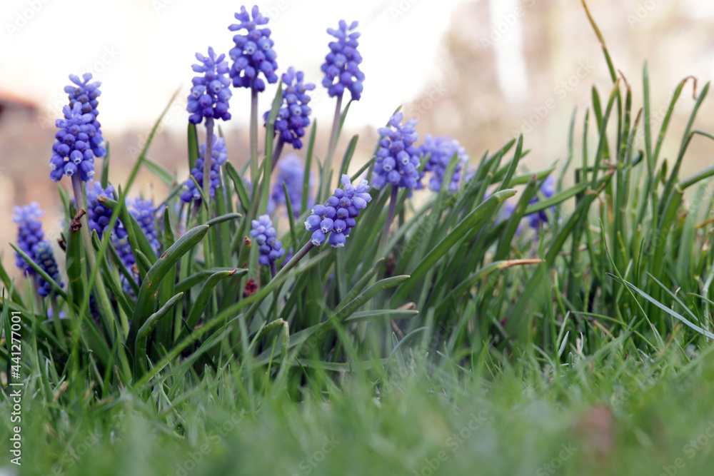 Fototapeta premium Traubenhyazinthen (Muscari sp) auf dem Rasen im Garten