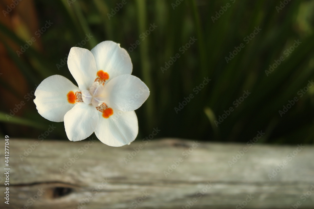 Fototapeta premium Inspirational Well-Being Changes Nature awareness