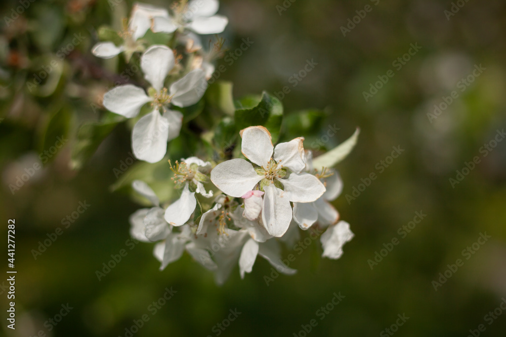 Apple tree flower. Apple branch.