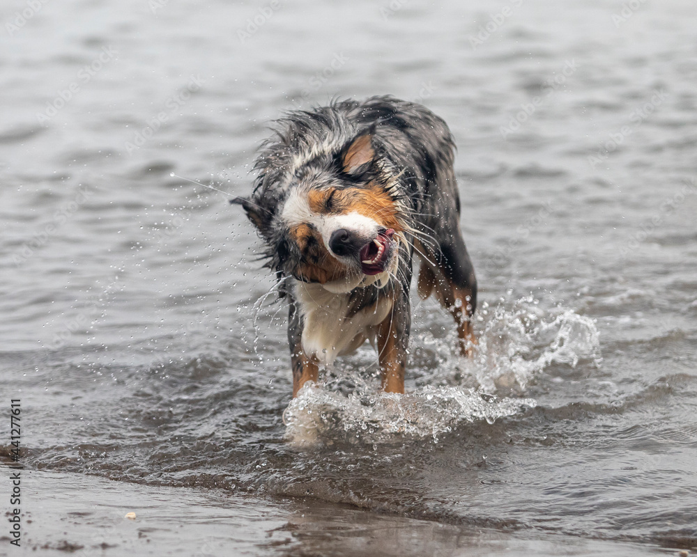 Australian shepherd dog shaking his head Australian shepherd dog shaking his head