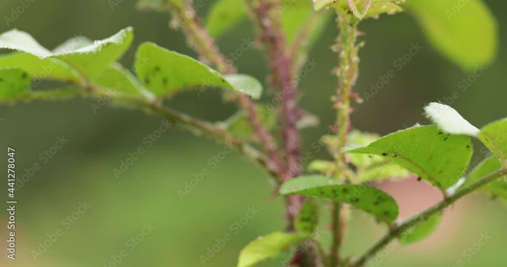 Aphids on young shoots of roses, close-up. Aphids on young shoots of roses, close-up.