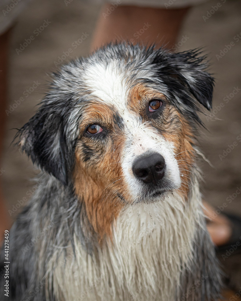 portrait of wet australian shepherd dog