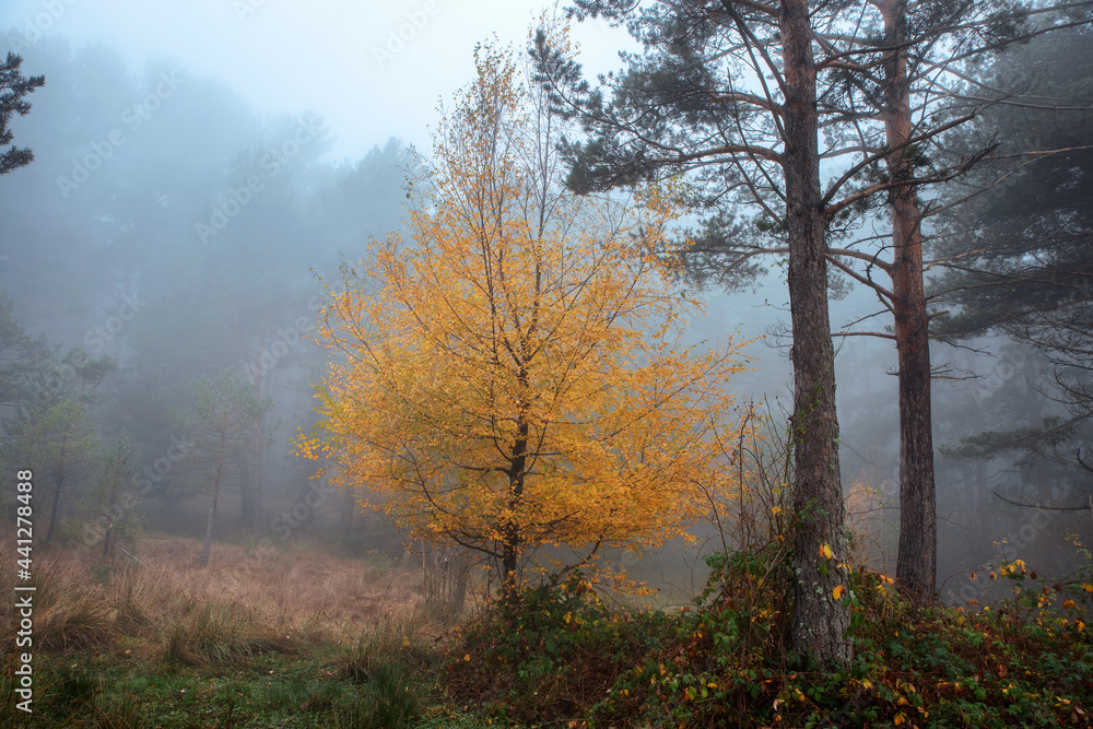 autumn forest landscape in foggy autumn