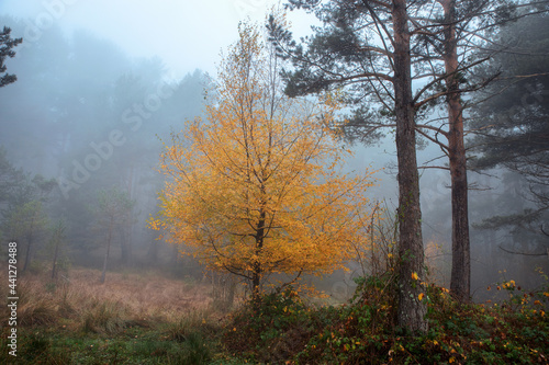 autumn forest landscape in foggy autumn