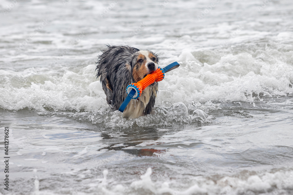 Australian shepherd dog playing with orange toy in the ocean Australian shepherd dog playing with orange toy in the ocean
