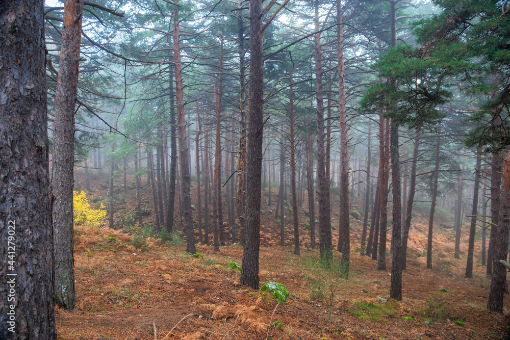 Obraz premium autumn forest landscape in foggy autumn