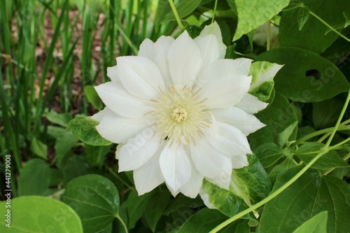 White Clematis Flower 