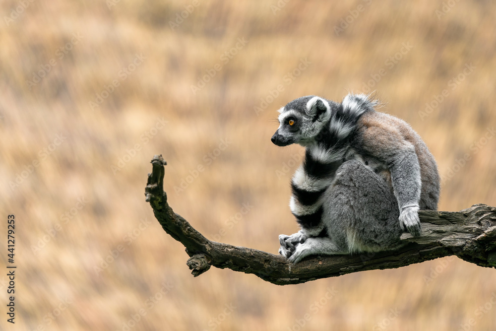 Obraz premium The ring-tailed lemur (Lemur catta) is a large strepsirrhine primate and the most recognized lemur due to its long, black and white ringed tail. It belongs to Lemuridae, one of five lemur families.