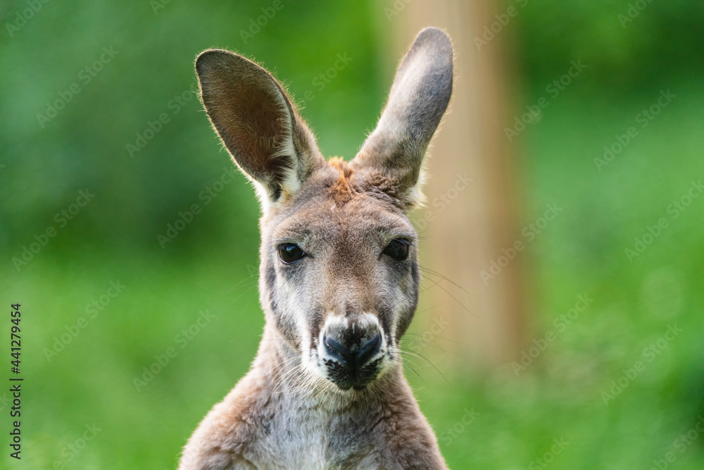 The dusky pademelon or dusky wallaby (Thylogale brunii) is a species of marsupial in the family Macropodidae. It is found in the Aru and Kai islands and the Trans-Fly savanna and grasslands ecoregion.