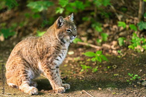 The bobcat (Lynx rufus), also known as the red lynx, is a medium-sized cat native to North America. It ranges from southern Canada through most of the contiguous United States to Oaxaca in Mexico. © Ondrej Novotny