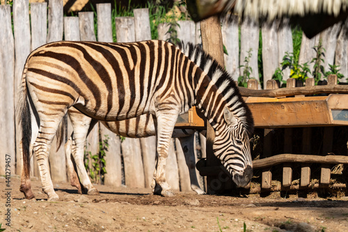 The plains zebra  Equus quagga  formerly Equus burchellii   also known as the common zebra  is the most common and geographically widespread species of zebra.