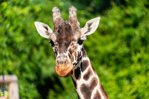 The giraffe (Giraffa) is an African artiodactyl mammal, the tallest living terrestrial animal and the largest ruminant. It is traditionally considered to be one species, Giraffa camelopardalis. © Ondrej Novotny