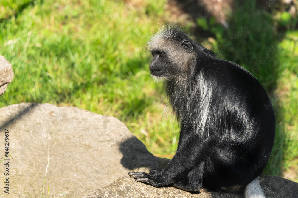 The king colobus (Colobus polykomos), also known as the western black-and-white colobus, is a species of Old World monkey, found in lowland and mountain rainforests in a region stretching from Senegal