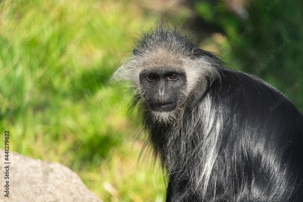 The king colobus (Colobus polykomos), also known as the western black-and-white colobus, is a species of Old World monkey, found in lowland and mountain rainforests in a region stretching from Senegal The king colobus (Colobus polykomos), also known as the western black-and-white colobus, is a species of Old World monkey, found in lowland and mountain rainforests in a region stretching from Senegal