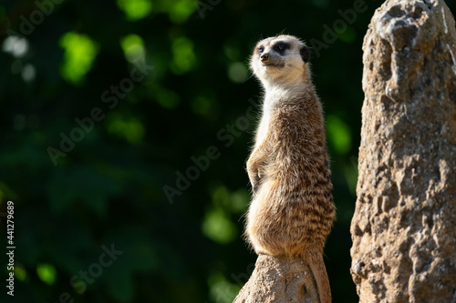 The meerkat (Suricata suricatta) or suricate is a small mongoose found in southern Africa. It is characterised by a broad head, large eyes, a pointed snout, long legs and a thin tapering tail.