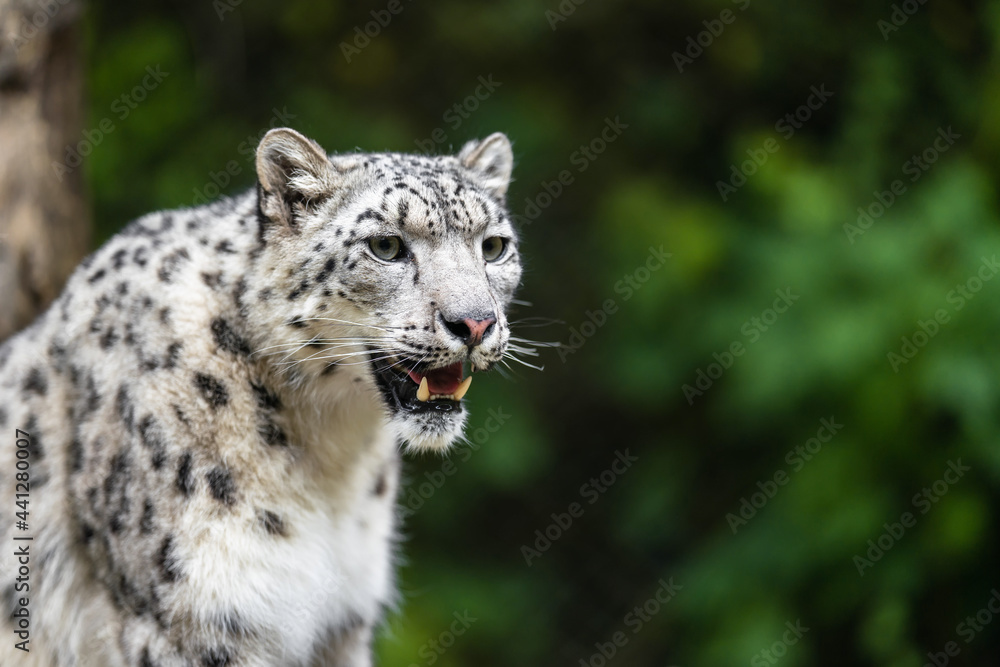 Naklejka premium The snow leopard (Panthera uncia), also known as the ounce, is a felid in the genus Panthera native to the mountain ranges of Central and South Asia. It is listed as Vulnerable on the IUCN Red List.