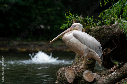 The great white pelican (Pelecanus onocrotalus) also known as the eastern white pelican, rosy pelican or white pelican is a bird in the pelican family. photo