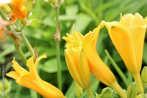 Принти на полотні Yellow Day lilies in the harden