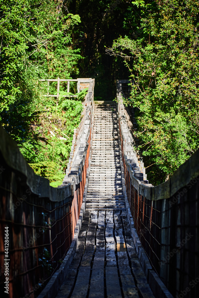 Fototapeta premium wooden bridge in the forest