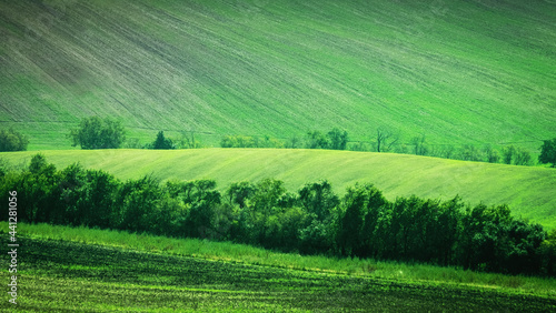 Green countryside landscape of hill with trees and fields © Ievgen Skrypko