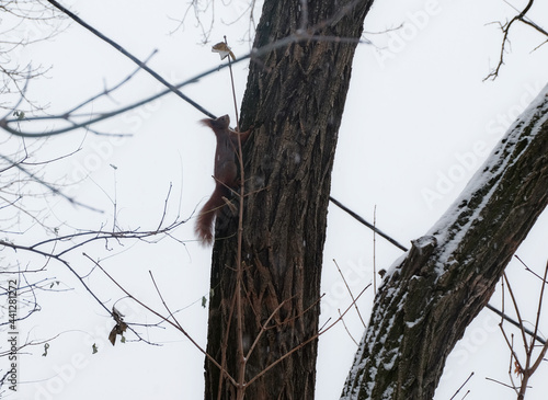 squirrel on a tree in winter