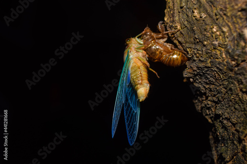 Cicada on a newly hatched tree from its metamorphosis in Autlan Jalisco photo