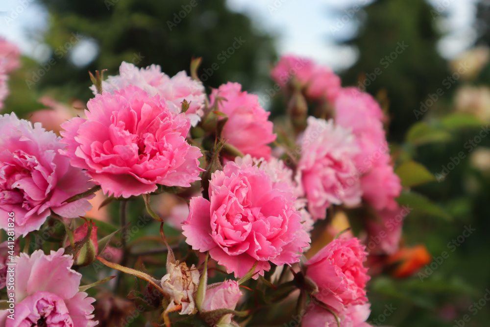 Pink carnations on the garden in summer