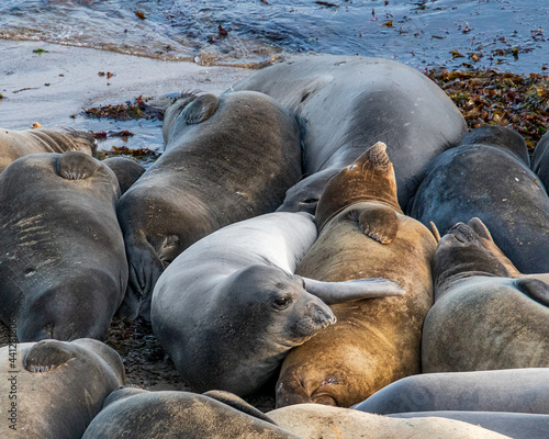 California elephant seals on the beach