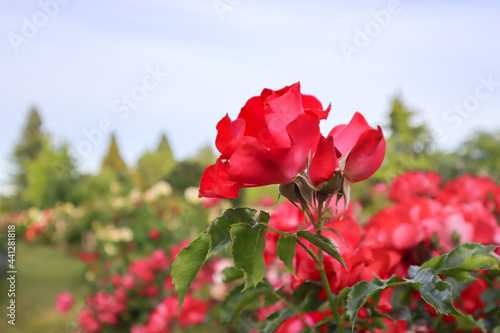 Beautiful red roses on the rose garden in summer