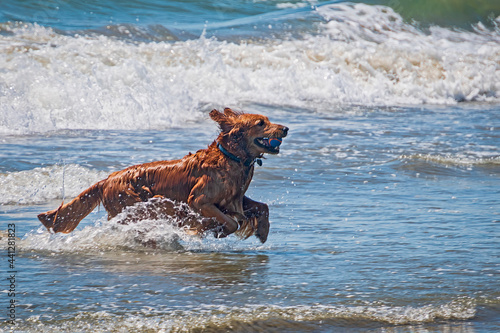 Dogs having fun at the beach