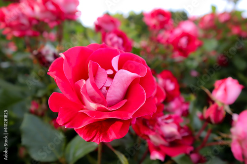 Beautiful red roses on the rose garden in summer