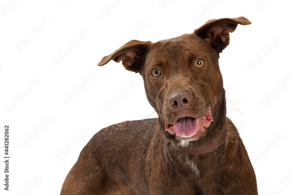 Happy Smiling Chocolate Labrador Crossbreed Closeup