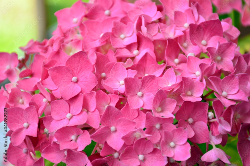 Detalle de flores de hortensia en primavera,  Hydrangea