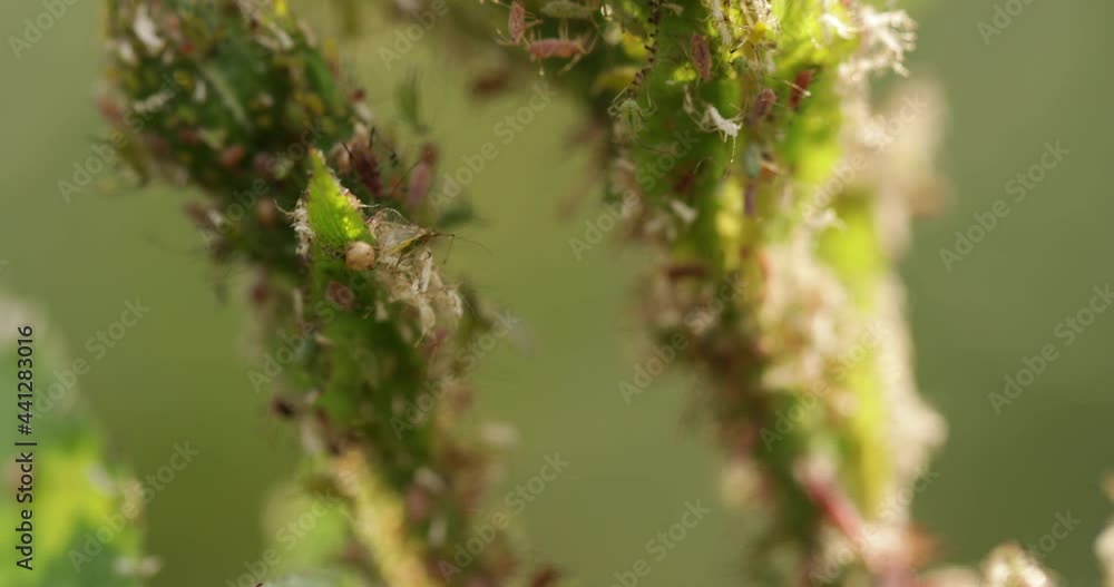 Aphids on young shoots of roses, close-up. Aphids on young shoots of roses, close-up.