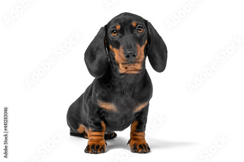 Portrait of adorable dachshund puppy obediently sits and waits  isolated on white background  front view. Funny animals for banners  postcards  calendars and other advertising products.