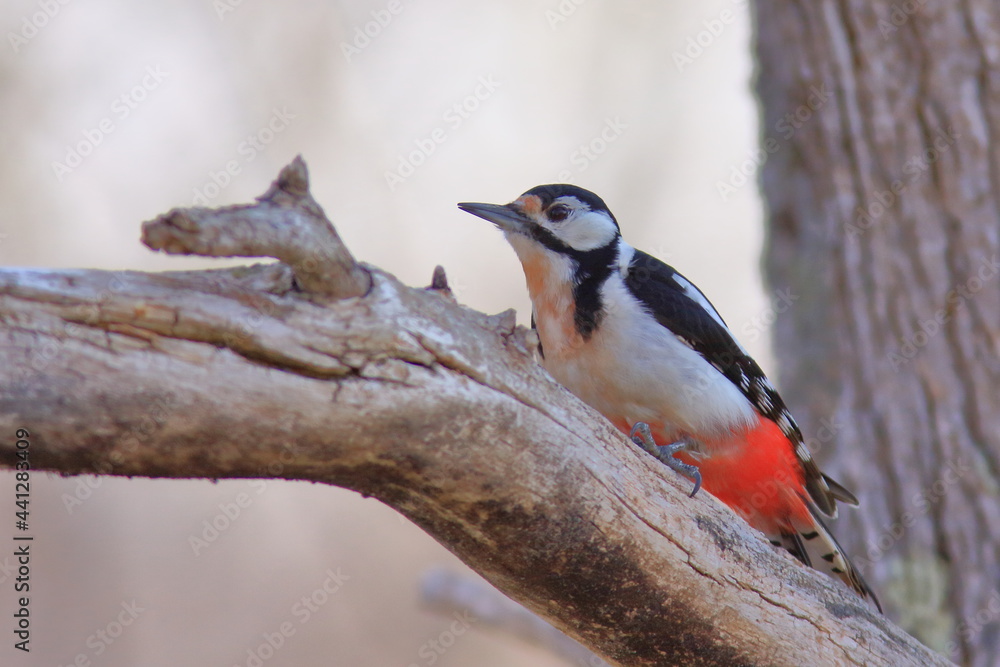 Migratory bird, Great spotted woodpecker 森の中のアカゲラ Migratory bird, Great spotted woodpecker 森の中のアカゲラ