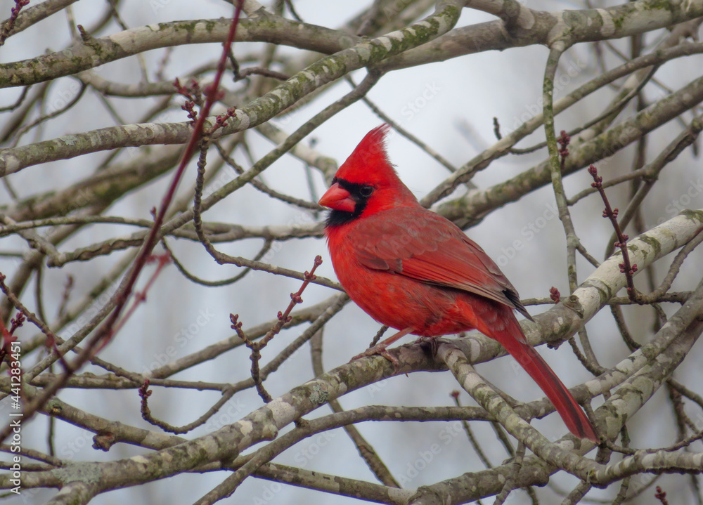 cardinal on a branch cardinal on a branch